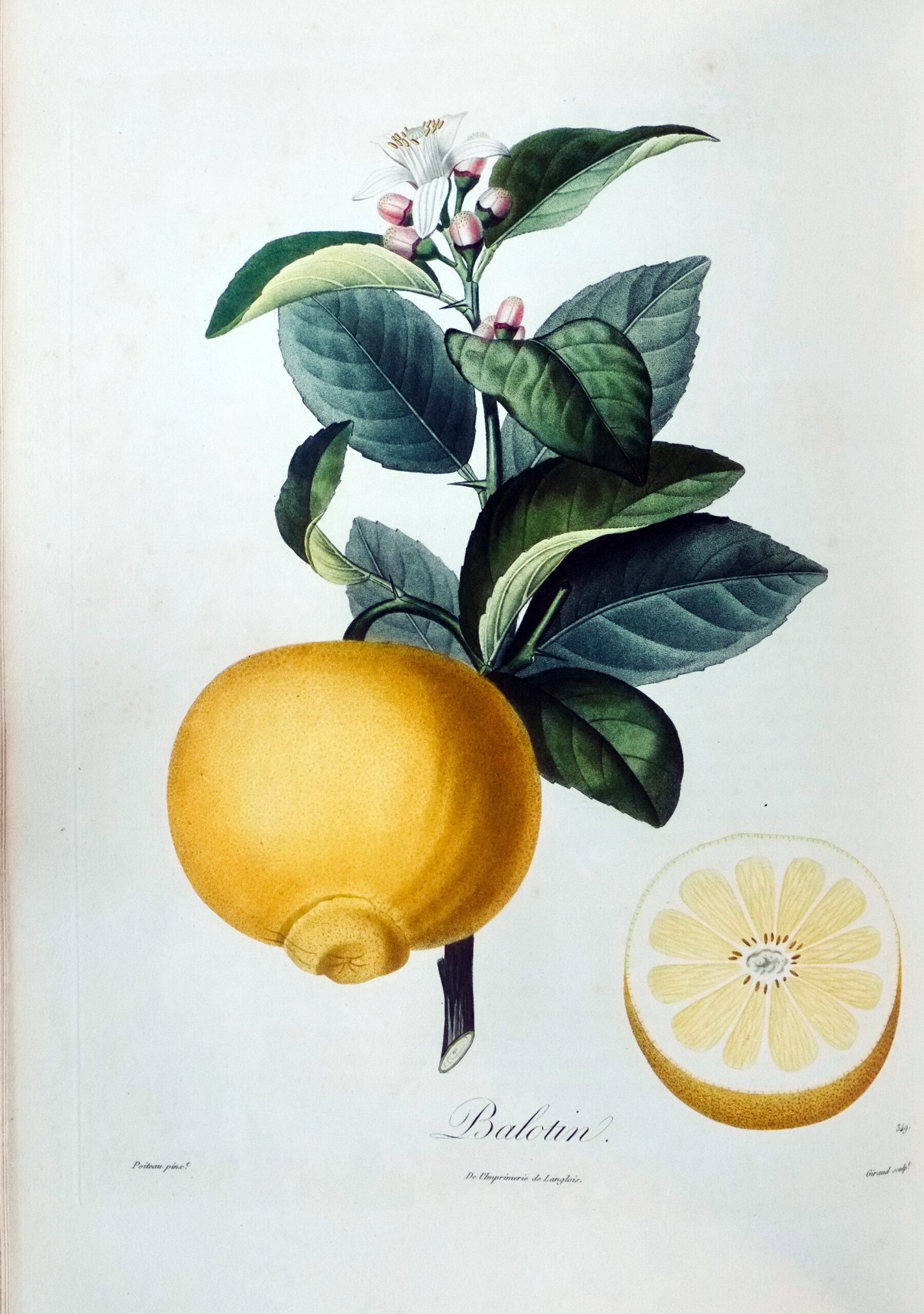 Le jardin nourricier