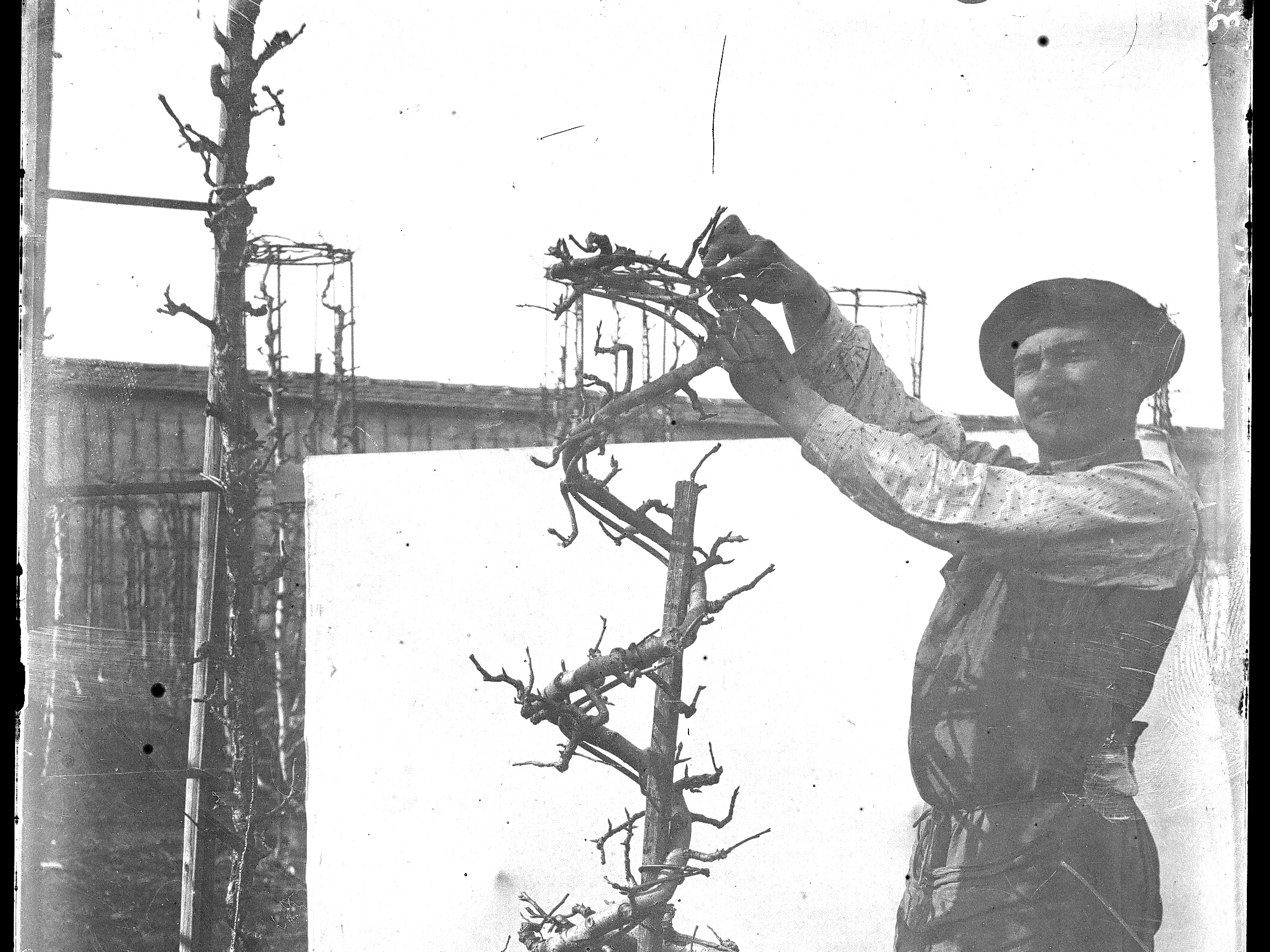 Taille d&rsquo;un arbre en spirale par un jardinier (titre forgé)