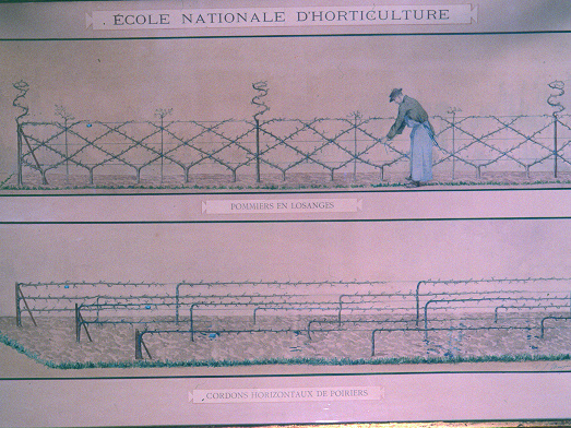 Ecole nationale d&rsquo;Horticulture. Pommiers en losanges. Cordons horizontaux de poiriers. (intitulé d&rsquo;origine)